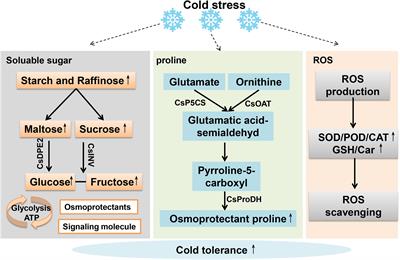 Recent progress and perspectives on physiological and molecular mechanisms underlying cold tolerance of tea plants